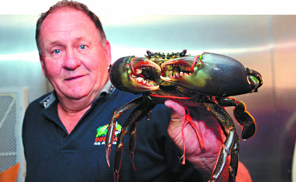 PRIZED EATING: Des Stewart from Bridge Seafoods with a tasty mud crab. PRIZED EATING: Des Stewart from Bridge Seafoods with a tasty mud crab.